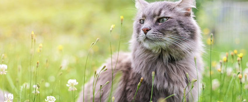 Should I Go to the Doctor for a Cat Bite?