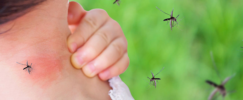 What Should I Do If I Get Bitten By a Bug?